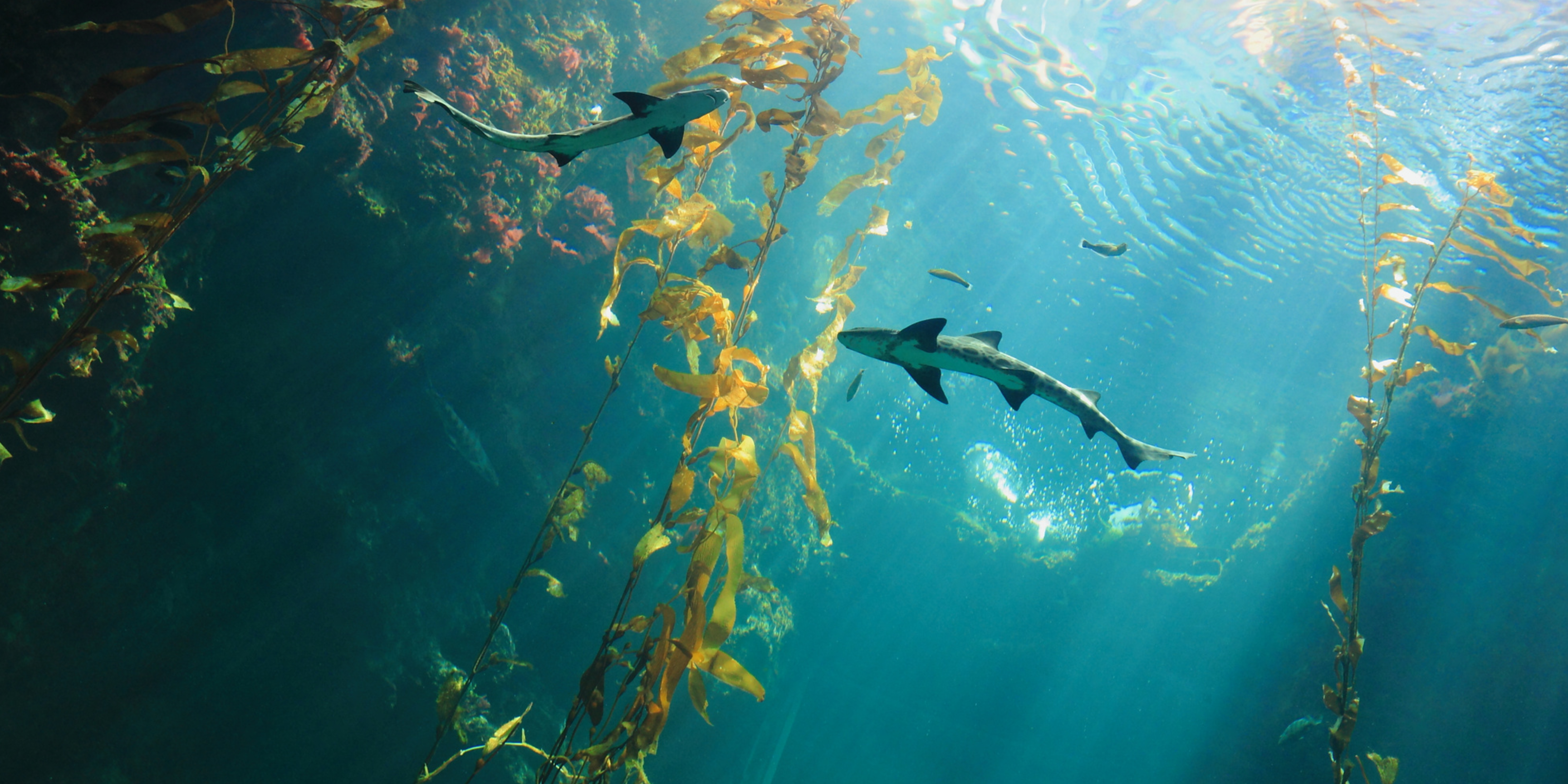 El secreto de los océanos: descubrimientos submarinos increíbles